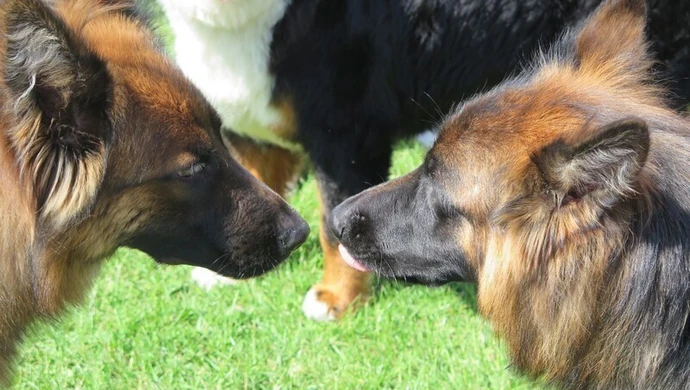 Łapy, łapy, cztery łapy...