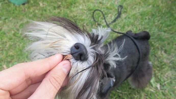 Kilkaset psów w jednym miejscu