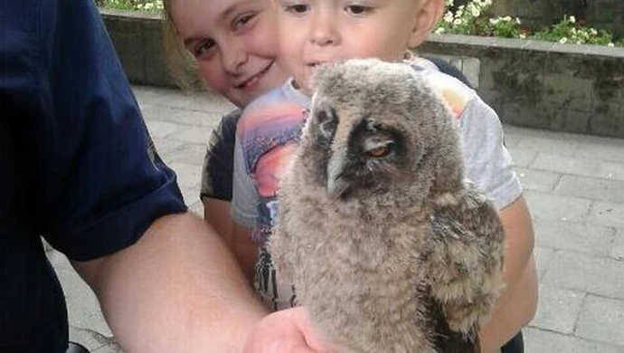 Puszczyk wypadł z gniazda, pomogli policjanci 