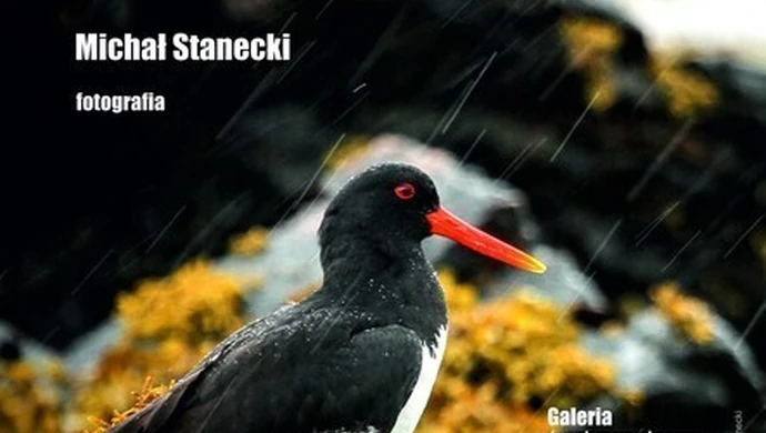 Surowe piękno Północy 