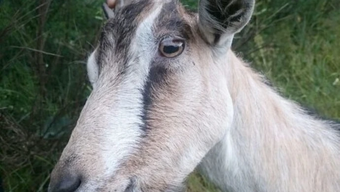 Koza i pies biegały po drodze 