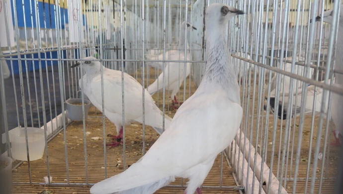 Najpiękniejsze Polskie Długodziobe Lotne