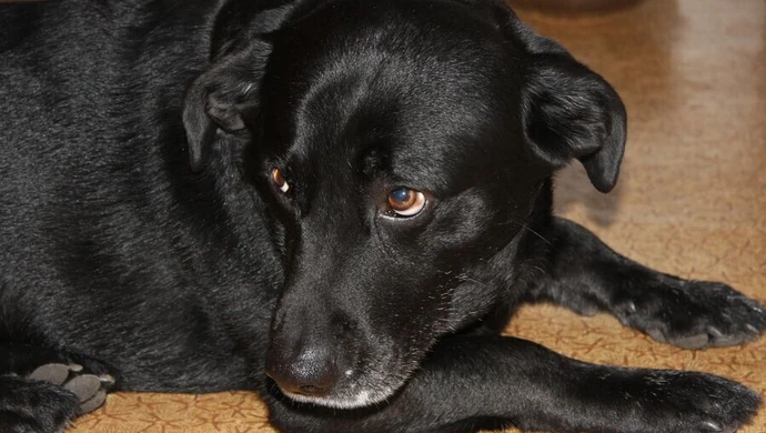  W Piotrkowie czipujemy do grudnia 