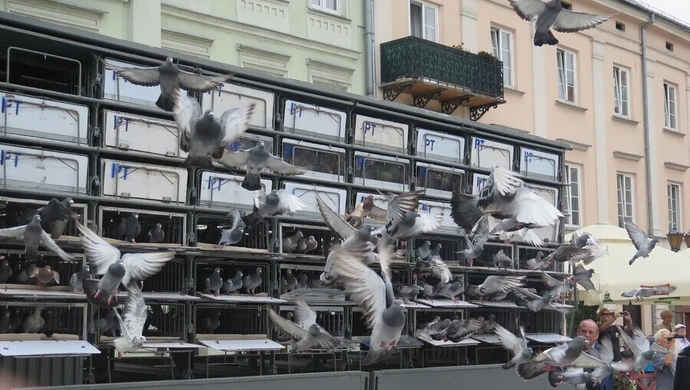 800 gołębi na 800-lecie Piotrkowa