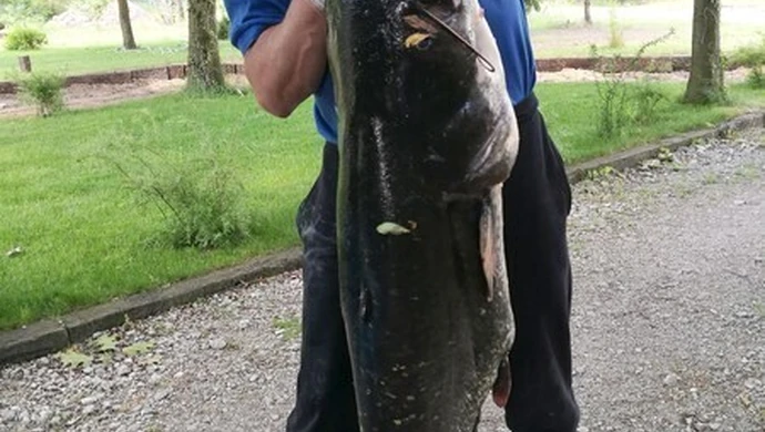 Radny ponad godzinę walczył z... sumem 