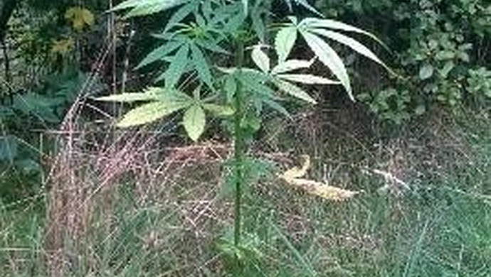 Konopie w dorzeczu Pilicy. Trwają poszukiwania właściciela uprawy