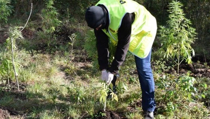 Plantacja marihuany ukryta w lesie 