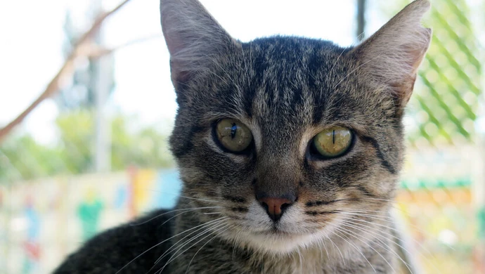 Opiekujesz się kotami wolno żyjącymi?