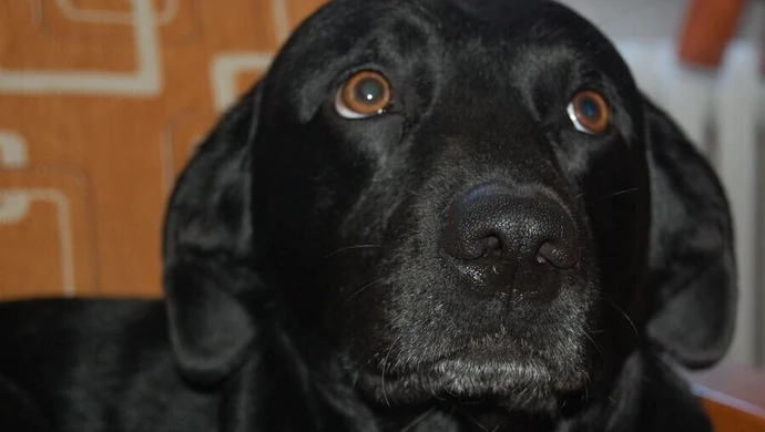 Becikowe dla psów. Tak Wolbórz zachęca do adopcji 