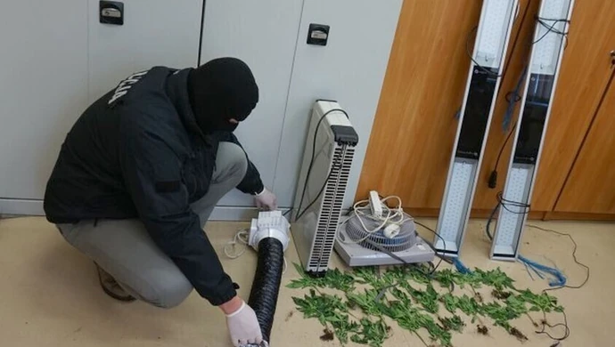 Plantacja konopi w centrum Tomaszowa 