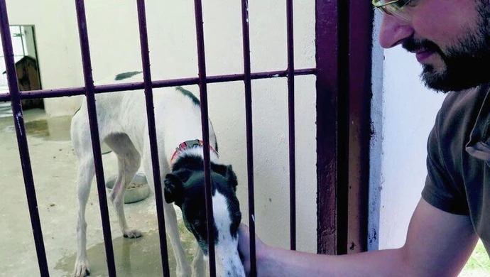 Czipowanie psów i kotów obowiązkowe?