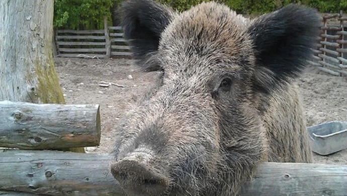 Goniły go dziki, uciekł na drzewo