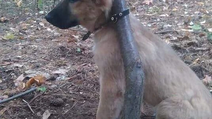 Kobieta odpowie za znęcanie się nad psem