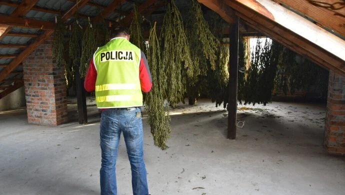 60 kg marihuany w domu. 35-latek zatrzymany