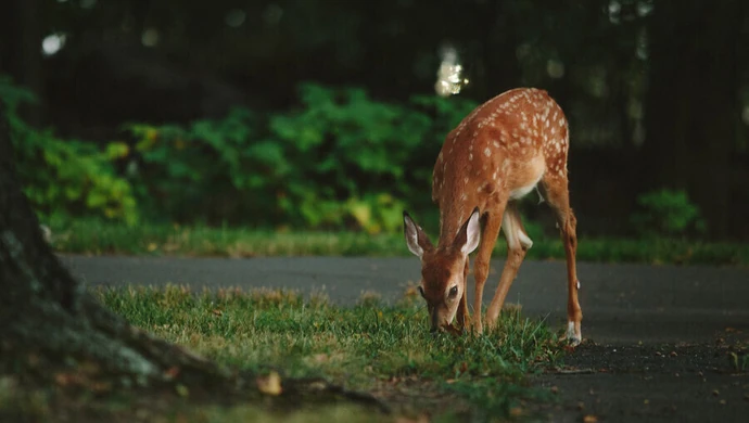 Uwaga na dzikie zwierzęta!