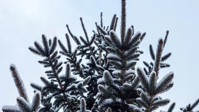 Święta w regionie nie będą białe