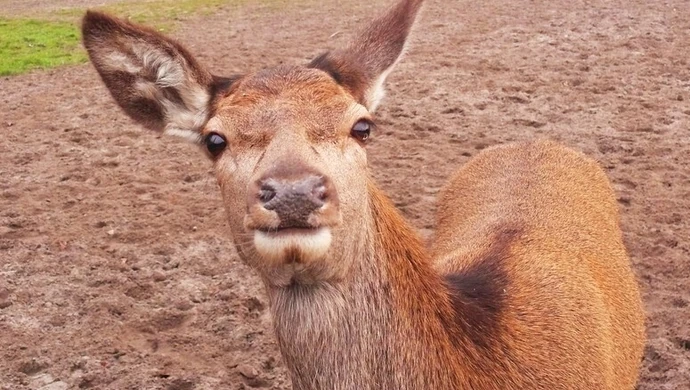 Czy zwierzęta mówią w wigilijną noc?