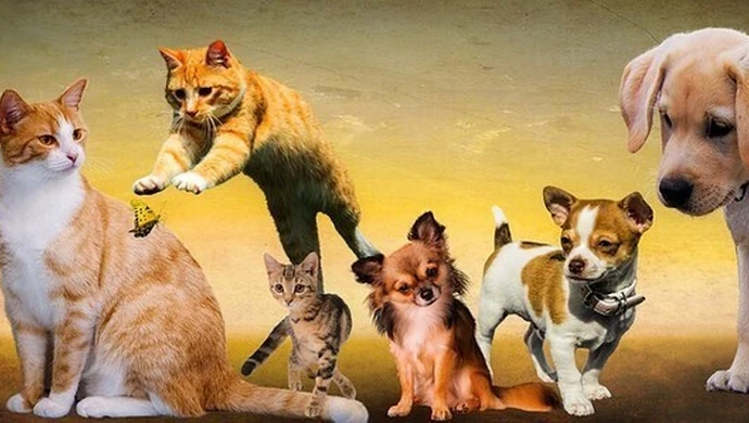 Jak pomóc zwierzętom przetrwać Sylwestra?