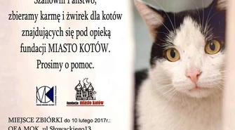 Pomóż piotrkowskim kocurom! 
