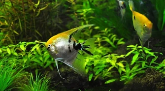 W jaki sposób pielęgnować akwarium?