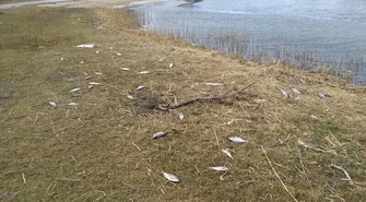 Co tak śmierdzi i kto to posprząta?