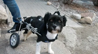 Tippi ma już wózek