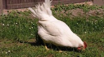 Kontrolują hodowców drobiu w powiecie piotrkowskim 