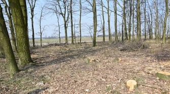 Do 5 lat za kradzież drzew 