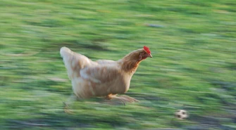 Świąteczna przerwa sportowców