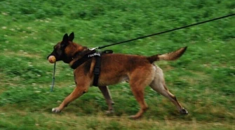 Policyjny pies odnalazł chłopaka, który zamierzał popełnić samobójstwo 