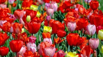 Piotrkowskie Targi Ogrodnicze w najbliższą niedzielę 