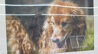 "Nie kupuj - adoptuj" 