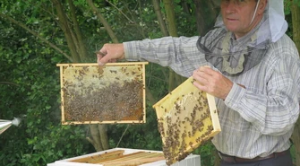 Pierwszy miód z piotrkowskich uli