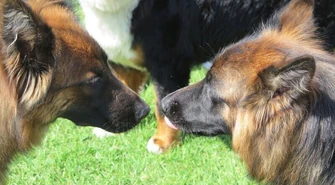 Łapy, łapy, cztery łapy...