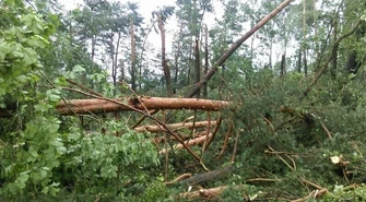 Połamane drzewa i zerwane linie energetyczne 
