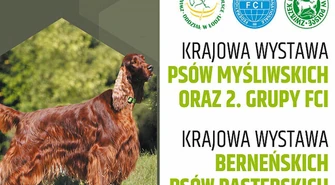Wystawa rasowych psów w Piotrkowie