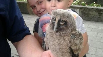 Puszczyk wypadł z gniazda, pomogli policjanci 