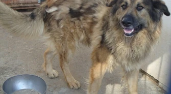 Wystaw miskę z wodą dla czworonoga!