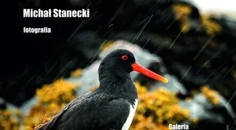 Surowe piękno Północy 