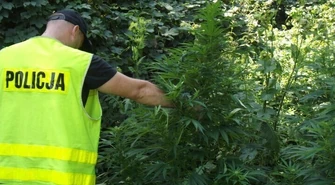 Uprawa konopi w gminie Gorzkowice zlikwidowana 