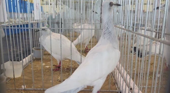 Najpiękniejsze Polskie Długodziobe Lotne