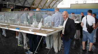 Pokaz gołębi rasowych w Moszczenicy