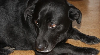  W Piotrkowie czipujemy do grudnia 