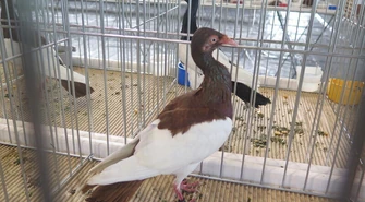 800 gołębi na 800-lecie Piotrkowa