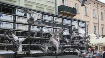 800 gołębi na 800-lecie Piotrkowa