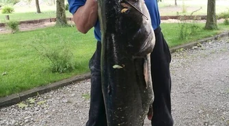 Radny ponad godzinę walczył z... sumem 