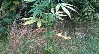 Konopie w dorzeczu Pilicy. Trwają poszukiwania właściciela uprawy