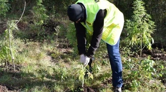 Plantacja marihuany ukryta w lesie 