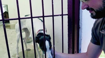 Czipowanie psów i kotów obowiązkowe?