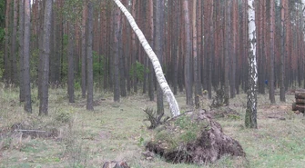 Co z drzewami połamanymi w trakcie wichury?